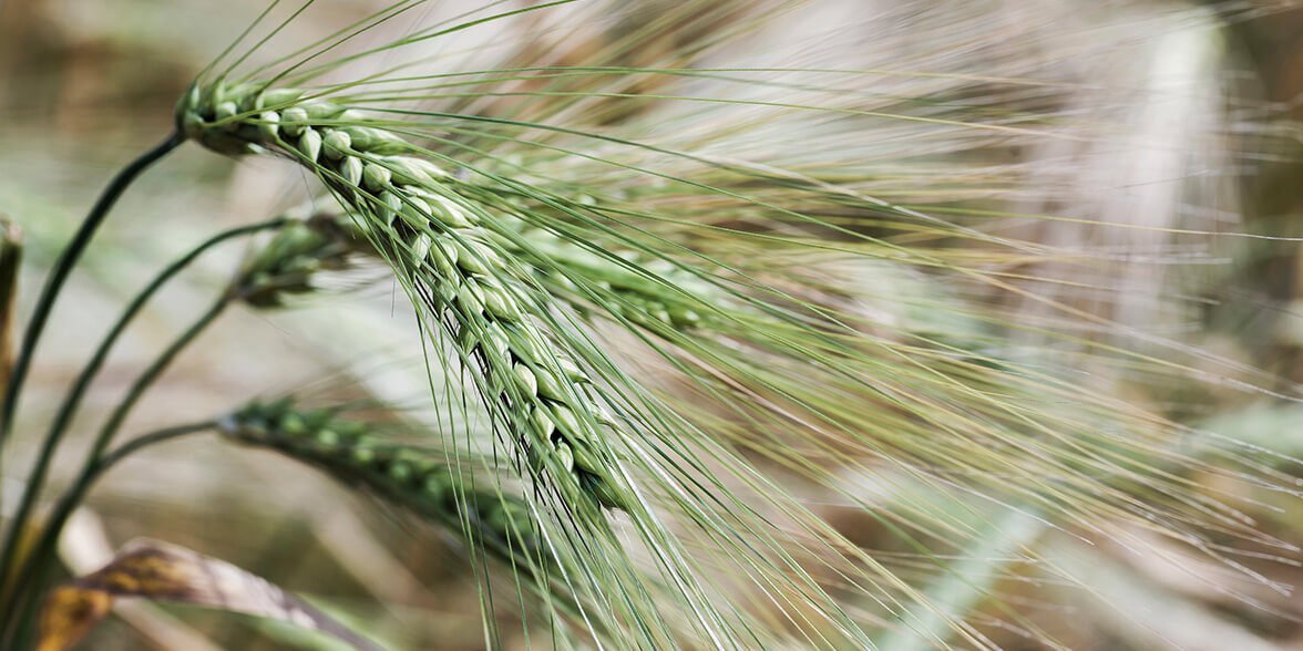 Aurion - Restaurant Paula