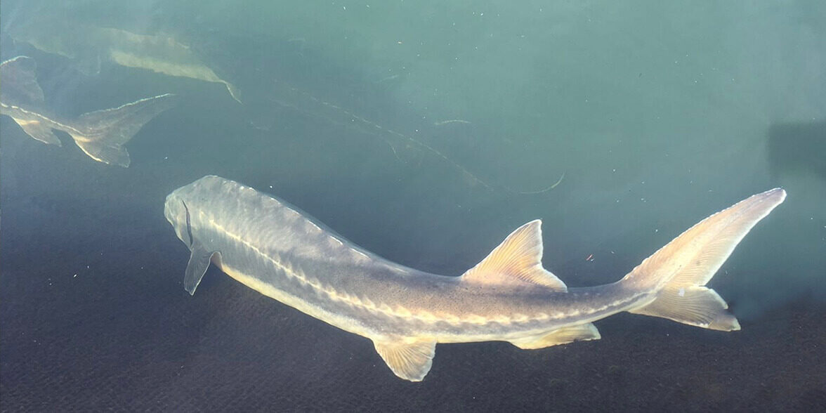 Gastro Unika hos Restaurant Paula